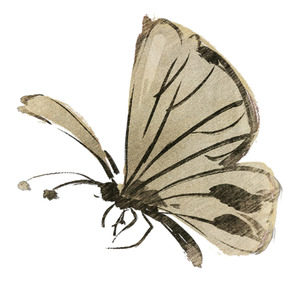 蝴蝶 (钢琴与吉他二重奏版)