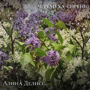 Черёмуха-сирень