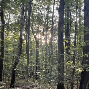 through a cloudy day