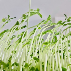 Toumyou (feat. 花隈千冬)