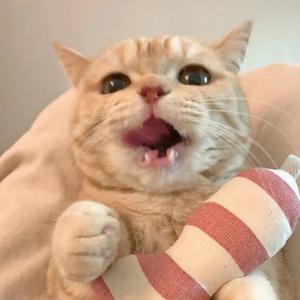 西风醉
