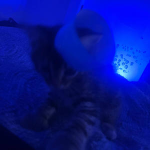 wocky pop (Explicit)