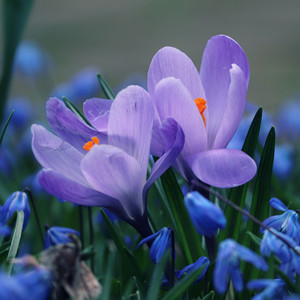 crocus