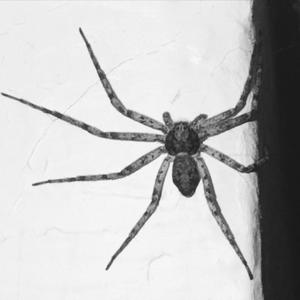 Spiders (feat. doola) (Explicit)