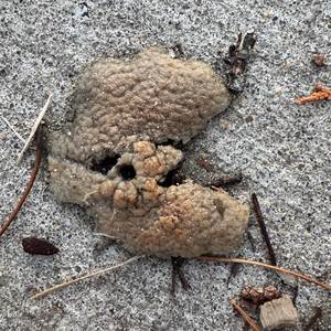 Jet Plaintiffs (Explicit)