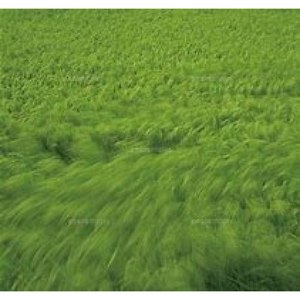 春一番 feat.Chika (Haru Ichiban (feat. Chika))