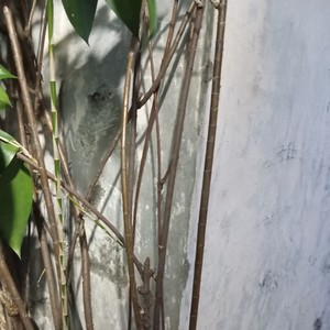 Mesti langit tak biru