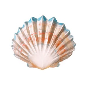 Shell Sea