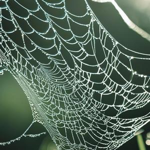 Cobweb Chords