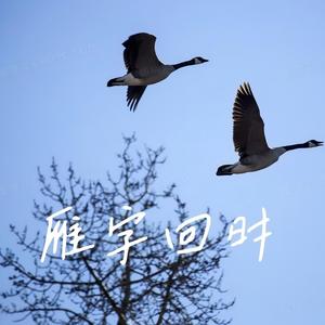 大雁何时回家乡