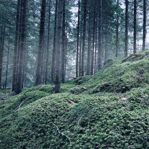 Too Young to Tell You Anything