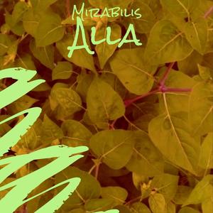 Mirabilis Alla