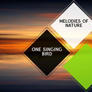 One Singing Bird - Melodies of Nature