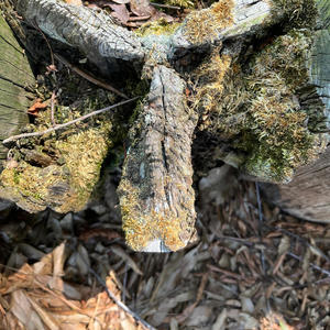 Torn (feat. Bravestarr) (Explicit)