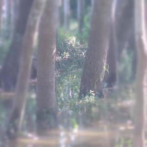 DarkLove(feat. Saidur Rahman)