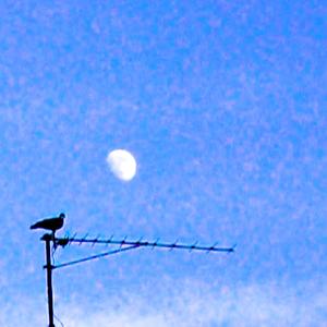 Martin Prince - light bird beam