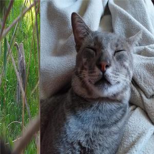 I love cats(feat. Tadeoexq) (Explicit)