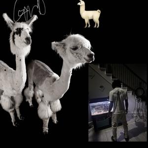 LLAMA LLAMA (Explicit)