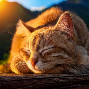 La Música Ayuda A Los Gatos A Dormir