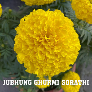 Jubhung Ghurmi Sorathi