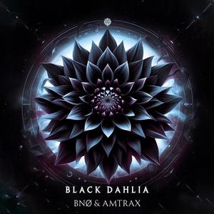 Black Dahlia