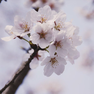 さくら ~あなたに出会えてよかった~ (樱花樱花想见你)