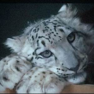 beba dile (Explicit)