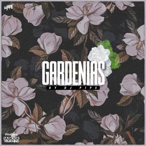 Gardenias