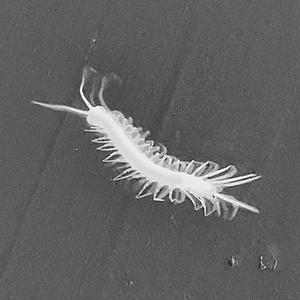 HALLUCINATION (Explicit)