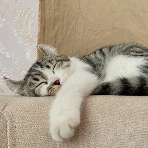 当一只猫向你奔来