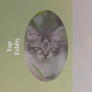 Yap Tabby