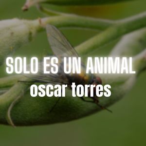 Solo Es Un Animal