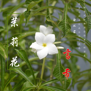 茉莉花