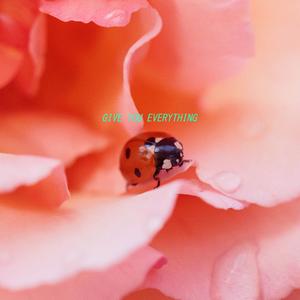 Gwapo - give you everything