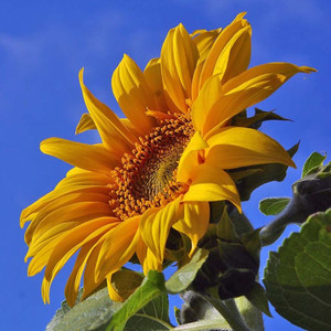 Sunflower (Explicit)