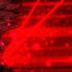 KRUSHED (feat. Akoo)