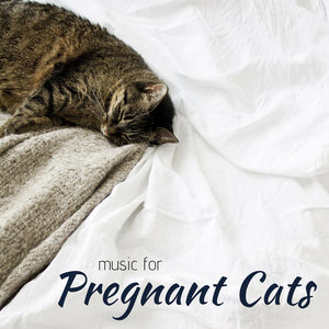 Music for Pregnant Cats - Soothing Songs to Help Soothe your Pregnant Cat & Kittens