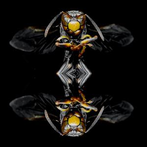 Buzzin Bee's (feat. Morgan Seales)