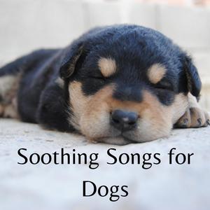 Dog Music