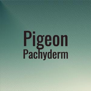 Pigeon Pachyderm