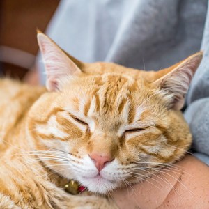 Música Tranquila Para Gatitos