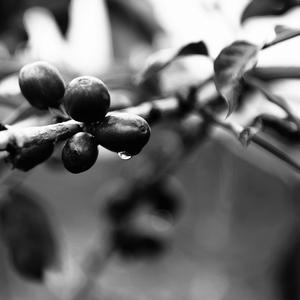 Raindrops on Cherries