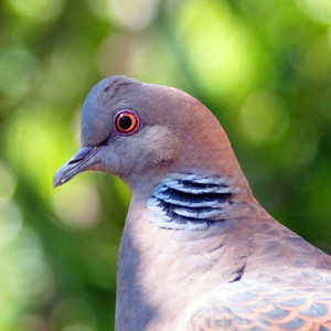 Suara Perkutut Guacor Pol