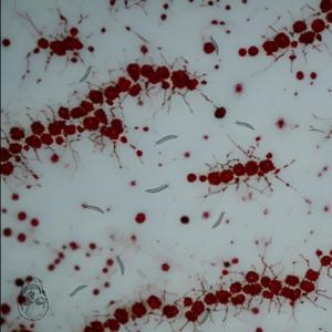 i'm refusing to belive it's gonna get better (feat. Lavender Kush) (Explicit)