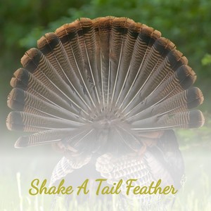 Shake a Tail Feather