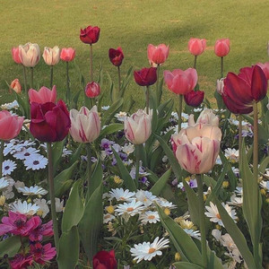 la fleurs du mal (Explicit)