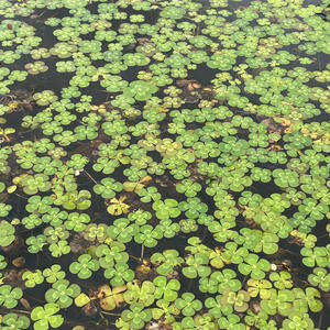 Yapper Yap (Explicit)