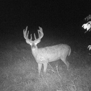 oh to kill a crow (Explicit)