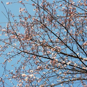 一百年畅想 (伴奏)