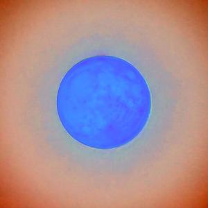 ROOFTOP (feat. Chico McGee) (Explicit)